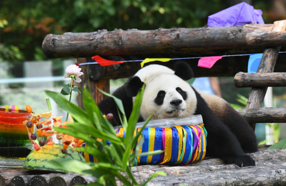 7月30日，大熊貓“牧雲”在生日會上玩耍。