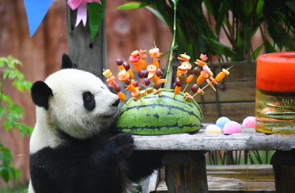 7月30日，大熊貓“初心”准備享用生日禮物。