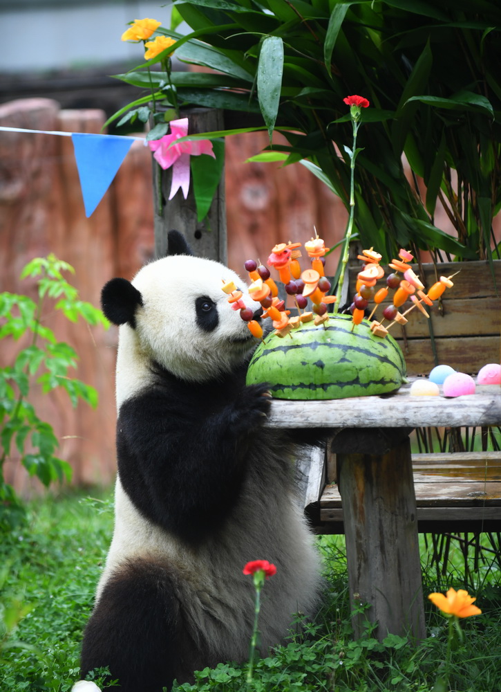 7月30日，大熊貓“初心”准備享用生日禮物。