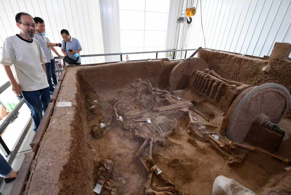 7月30日，在陝西省考古研究院涇渭基地，陝西省考古研究院研究員王佔奎（左一）介紹西周晚期青銅輪牙馬車。