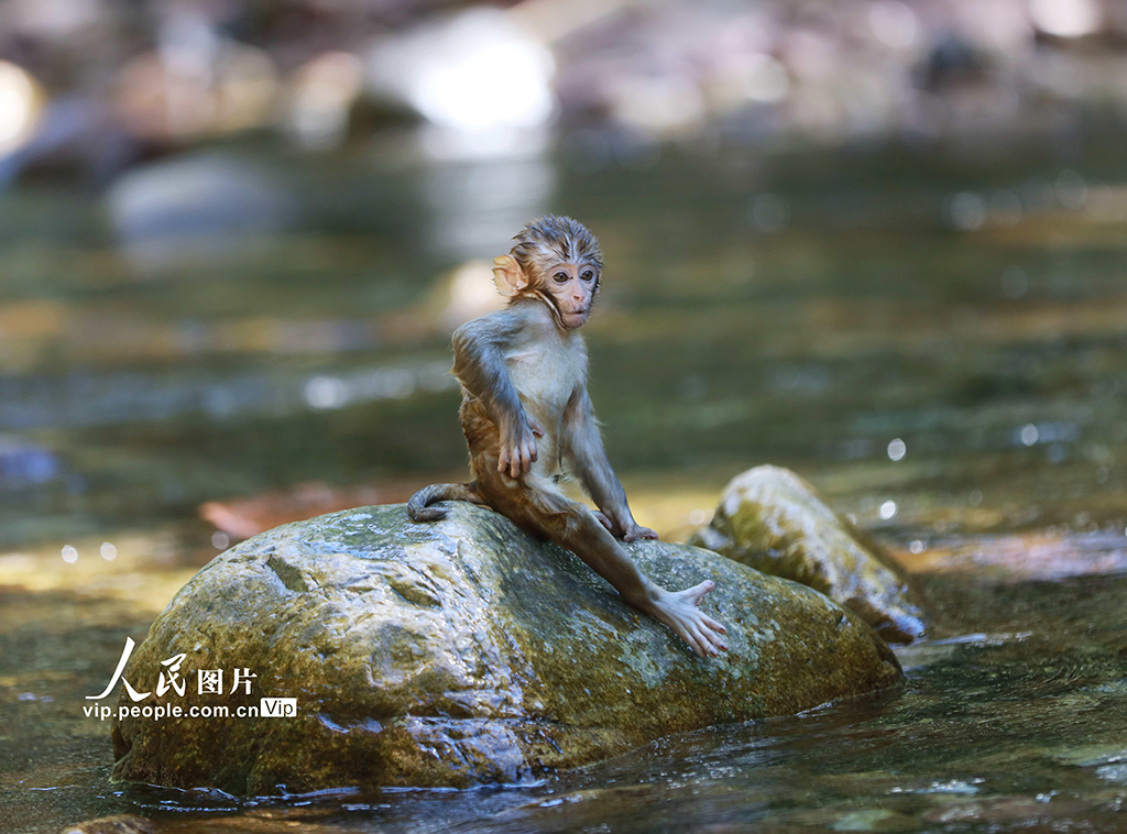 湖南張家界：高溫持續 獼猴戲水覓清涼
