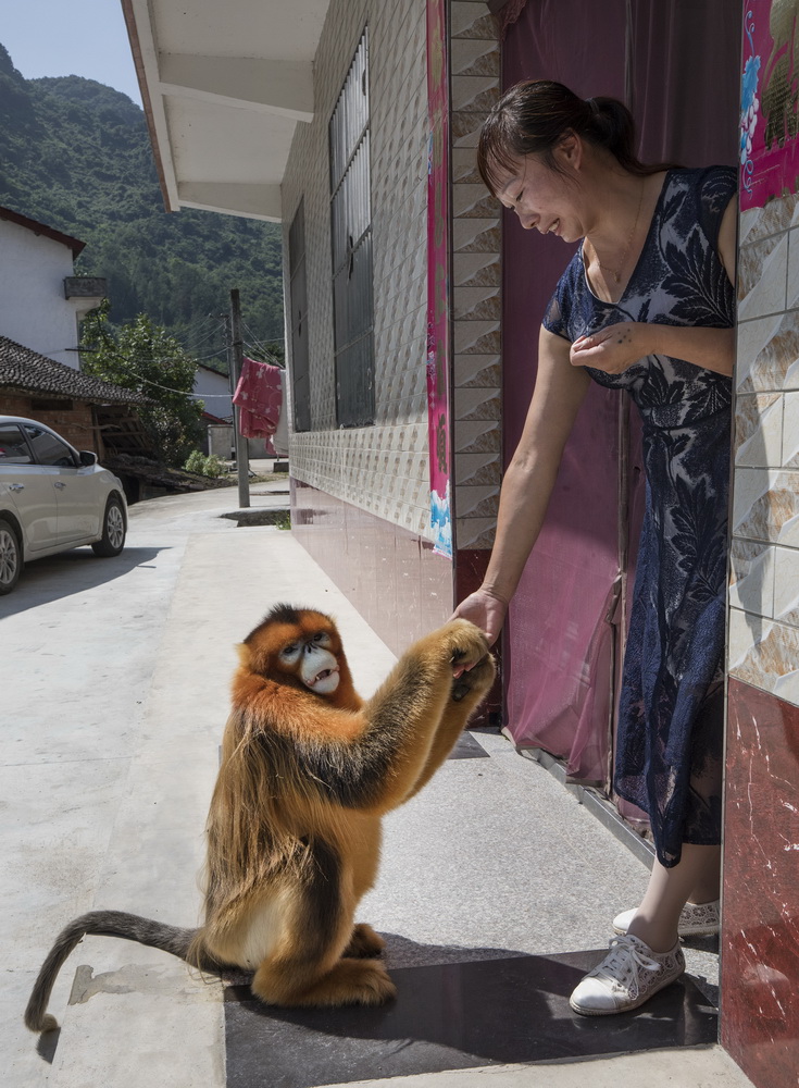 8月2日，下山“串門”的金絲猴來到洋縣茅坪鎮茅坪村村民的家門口。
