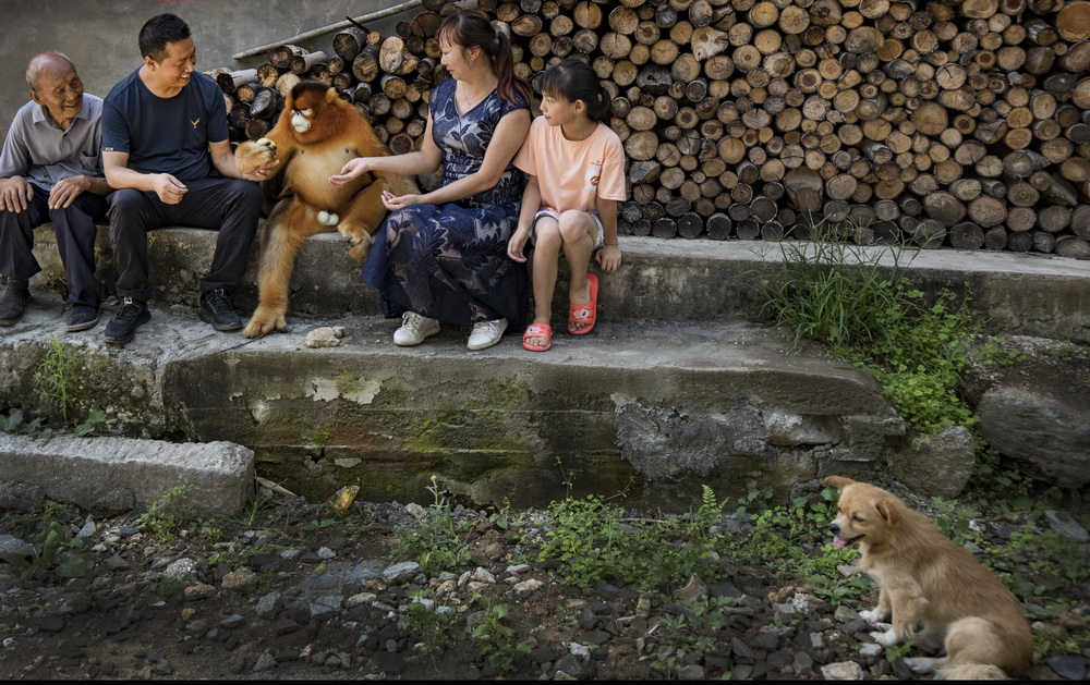 8月2日，下山“串門”的金絲猴與洋縣茅坪鎮茅坪村村民在一起。