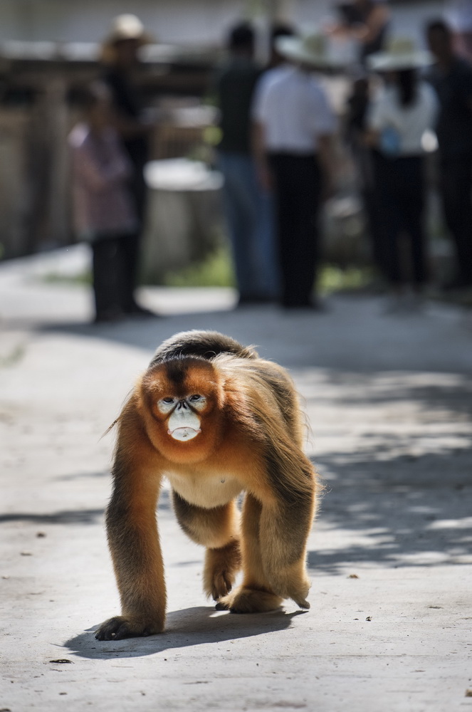 8月2日，下山“串門”的金絲猴離開洋縣茅坪鎮茅坪村，返回山林中。
