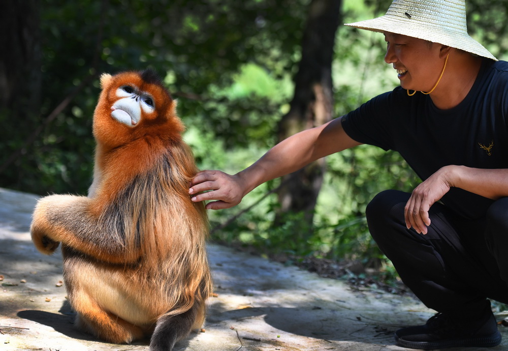 8月2日，洋縣茅坪鎮茅坪村村民與下山“串門”的金絲猴“打招呼”。