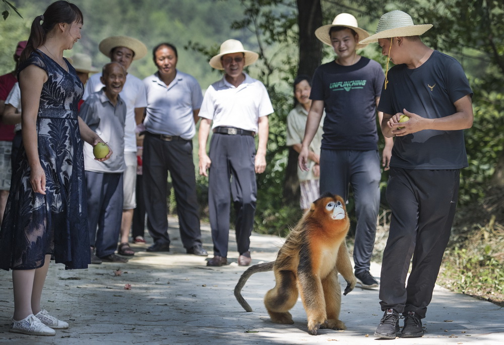 8月2日，下山“串門”的金絲猴與洋縣茅坪鎮茅坪村的村民在一起。