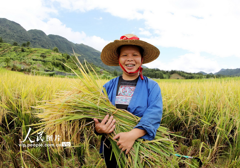 2020年8月3日，村民在廣西三江侗族自治縣良口鄉南寨村搶收早稻。