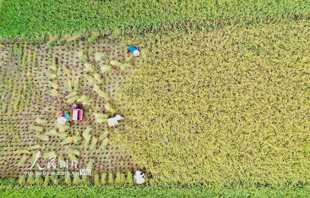 2020年8月3日，村民在廣西三江侗族自治縣良口鄉南寨村搶收早稻（無人機照片）。