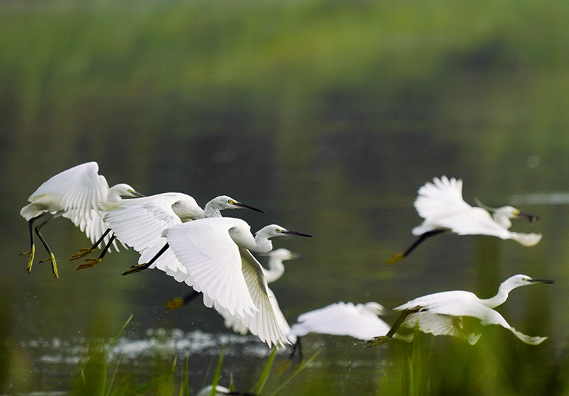 8月3日，白鷺在唐山南湖公園飛舞。