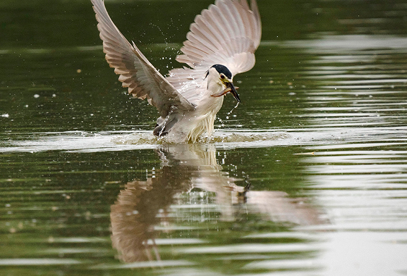 8月3日，夜鷺在唐山南湖公園覓食。