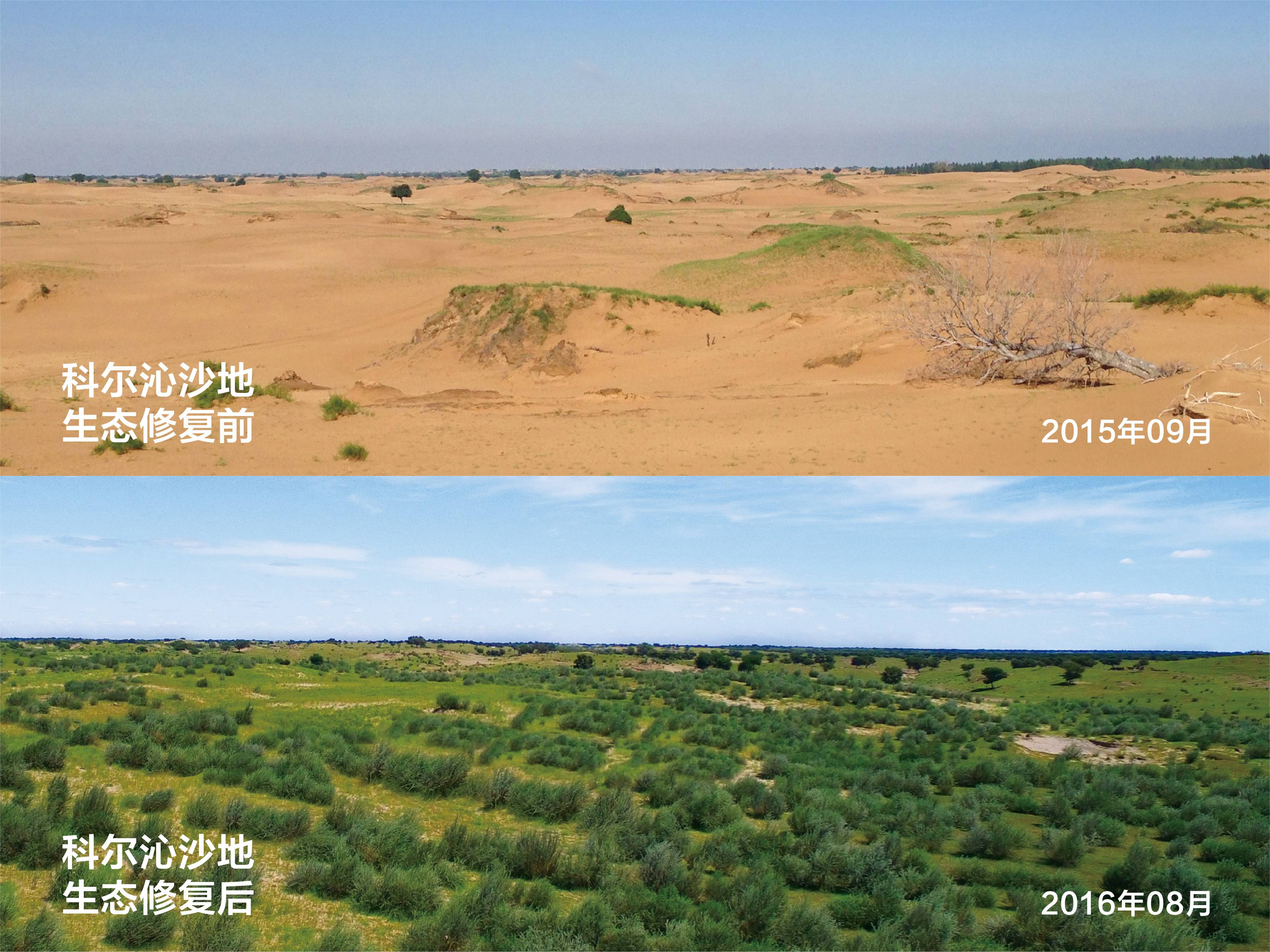 科爾沁沙地生態修復前后對比