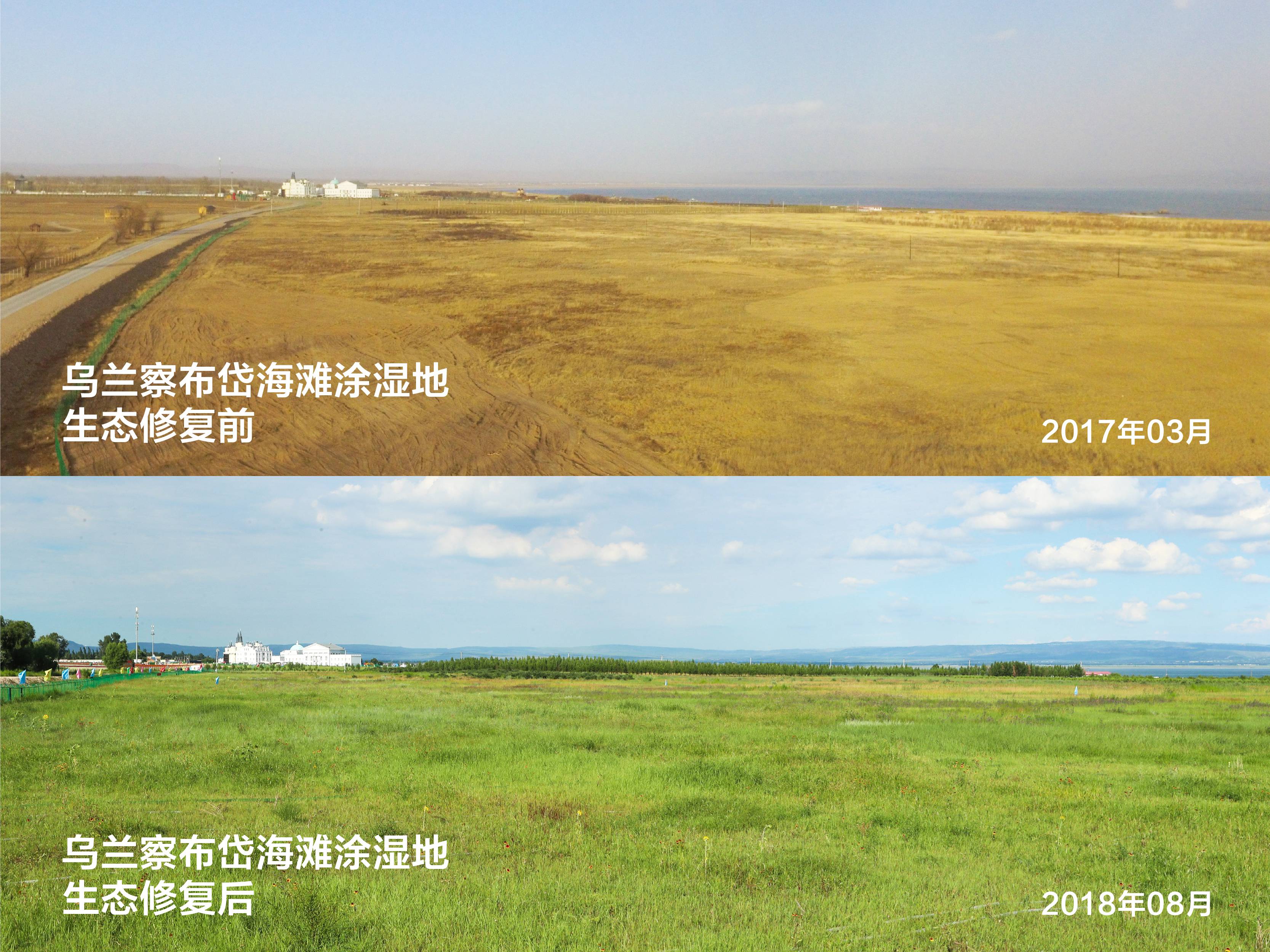 烏蘭察布岱海灘涂濕地生態修復前后對比
