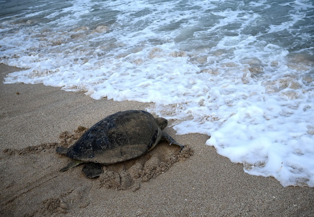 8月5日，在印度尼西亞巴厘島庫塔海灘，一隻被放歸的綠海龜爬向大海。