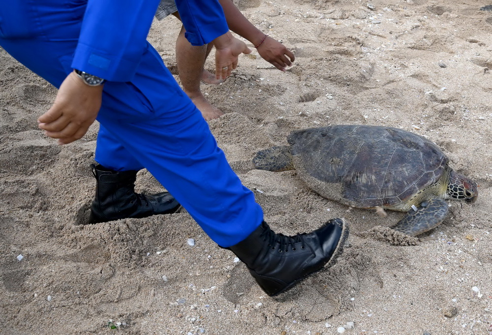 8月5日，人們在印度尼西亞巴厘島庫塔海灘准備將綠海龜放歸自然。