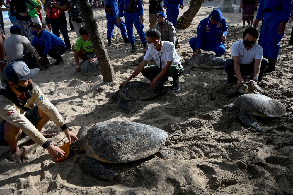 8月5日，人們在印度尼西亞巴厘島庫塔海灘准備將綠海龜放歸自然。
