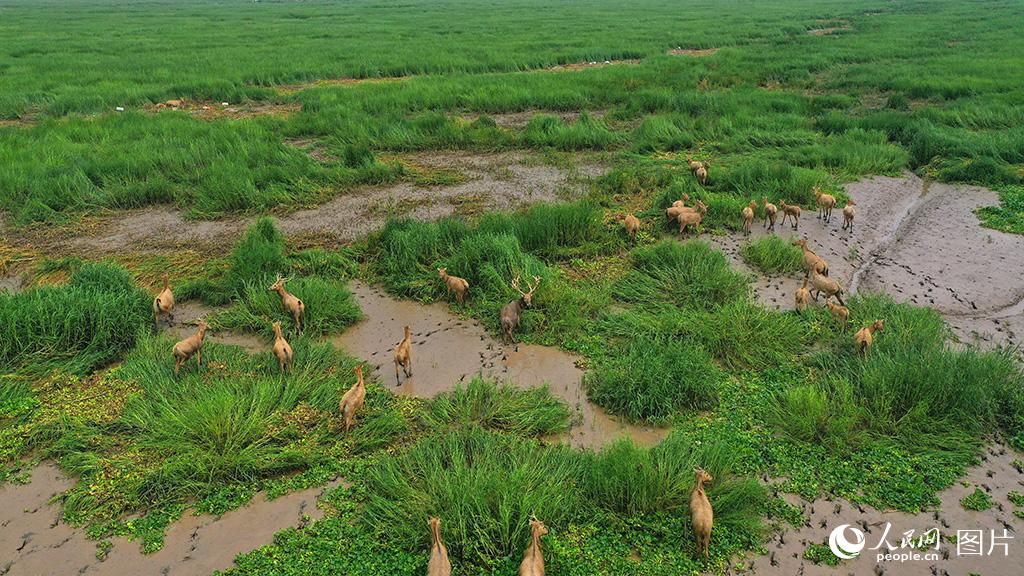 約50頭麋鹿種群現身江蘇鹽城條子泥濕地