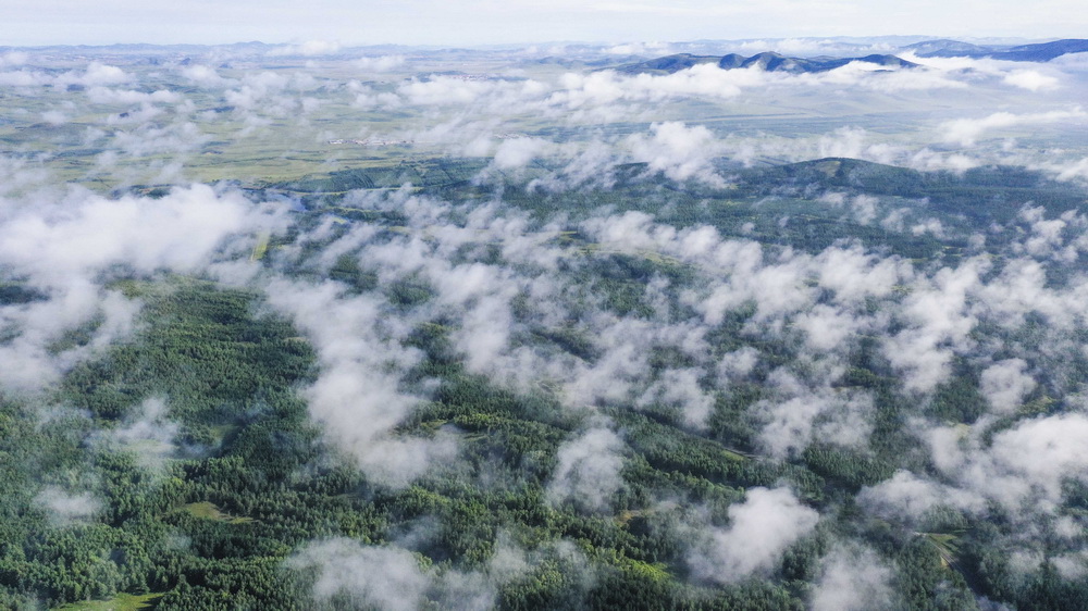 塞罕壩國家森林公園晨景（8月9日攝，無人機照片）。