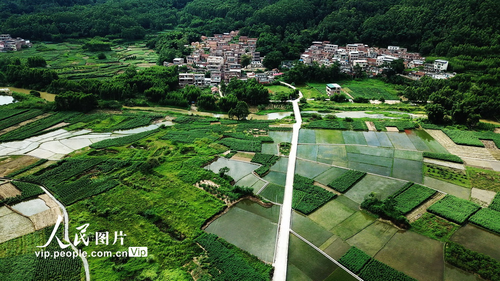 2020年8月10日，广西壮族自治区南宁市武鸣区罗波镇谭村绿色田园。