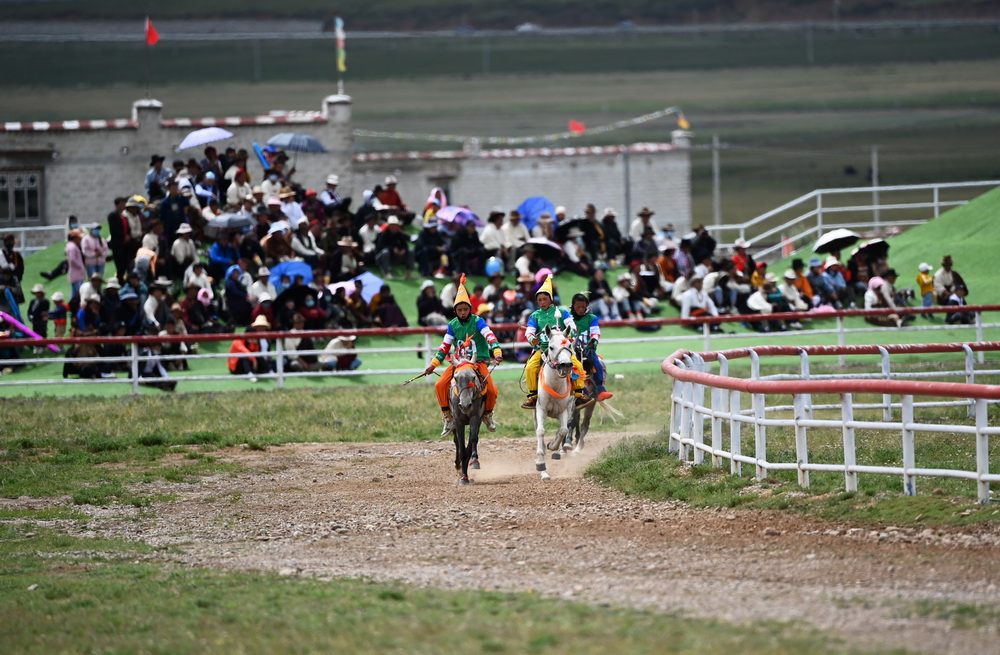 8月10日，騎手馳騁在當雄縣賽馬場。