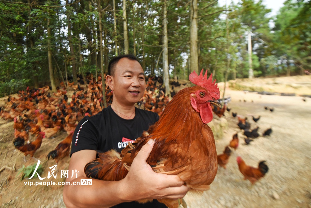 貴州錦屏：林下養雞敲開“致富門”