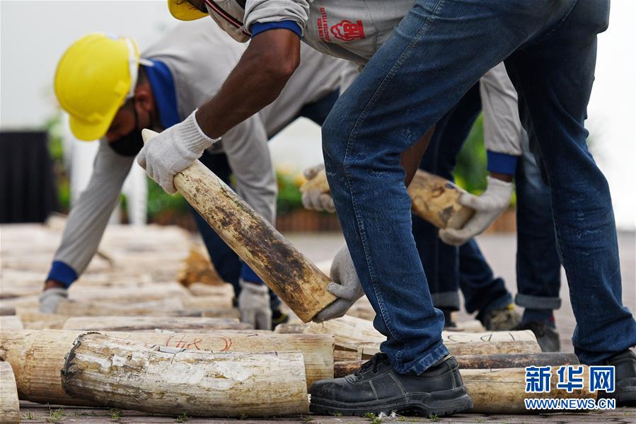 8月11日，在新加坡舉行的象牙銷毀活動現場，工作人員搬運待銷毀的象牙。