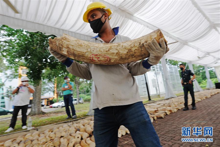 8月11日，在新加坡舉行的象牙銷毀活動現場，工作人員搬運待銷毀的象牙。