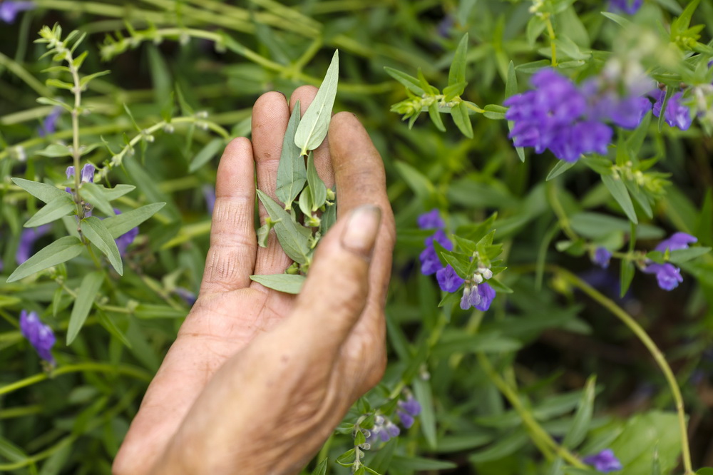 8��14�գ���λ���Ĵ�ʡ��ɽ�����������Ѿ��������簢���״�������Ļ�����ֲ���أ���������Ⱥ���ڲ�ժ����ѿҶ��