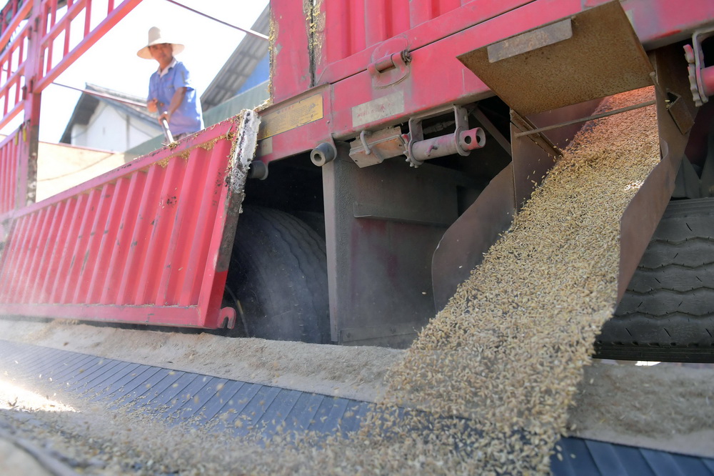 8月18日，江西省南昌县广福粮食管理所广福粮站的工作人员将早籼稻卸下货车，准备收购归仓。