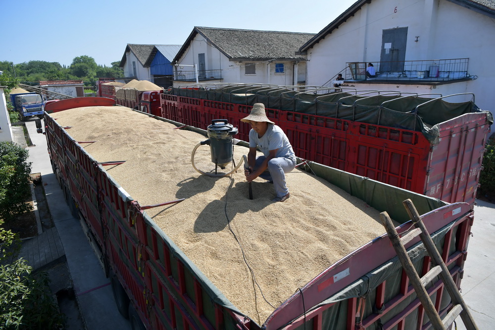 8月18日，江西省南昌县广福粮食管理所广福粮站的工作人员在运粮的货车上抽样准备进行检测。
