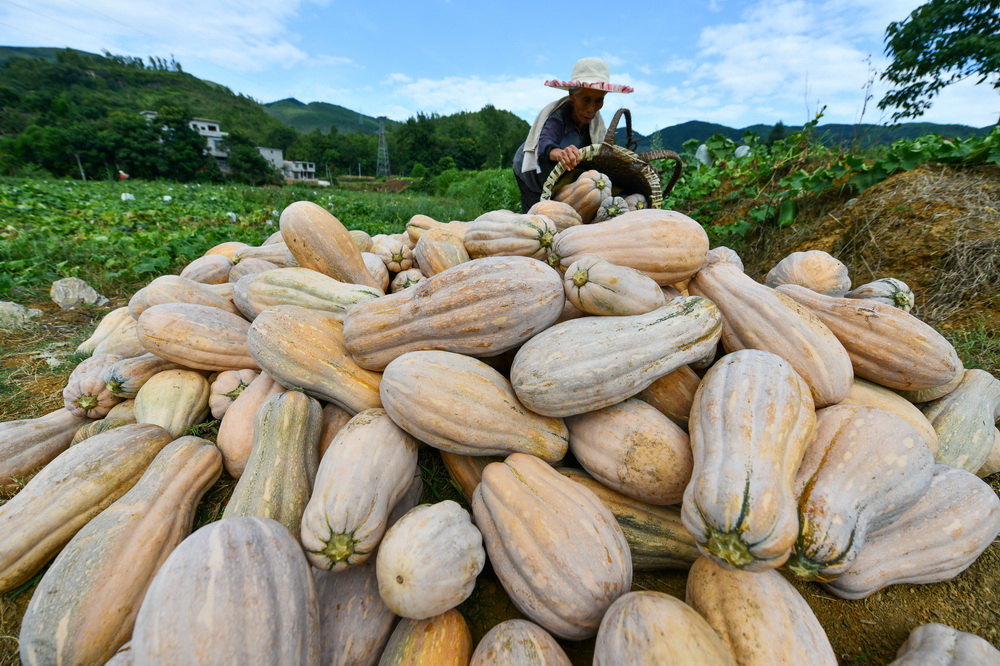 農民在貴州省思南縣許家壩鎮萬塘村收獲南瓜（8月12日攝）。新華社記者 楊文斌 攝