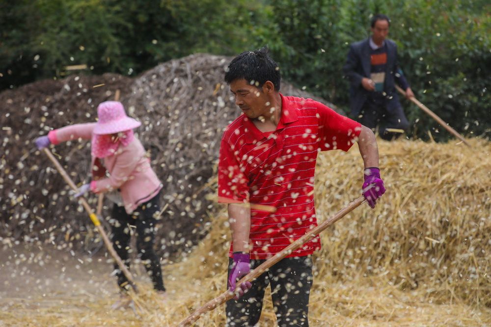 8月22日，元古堆村村民在脱麦子。