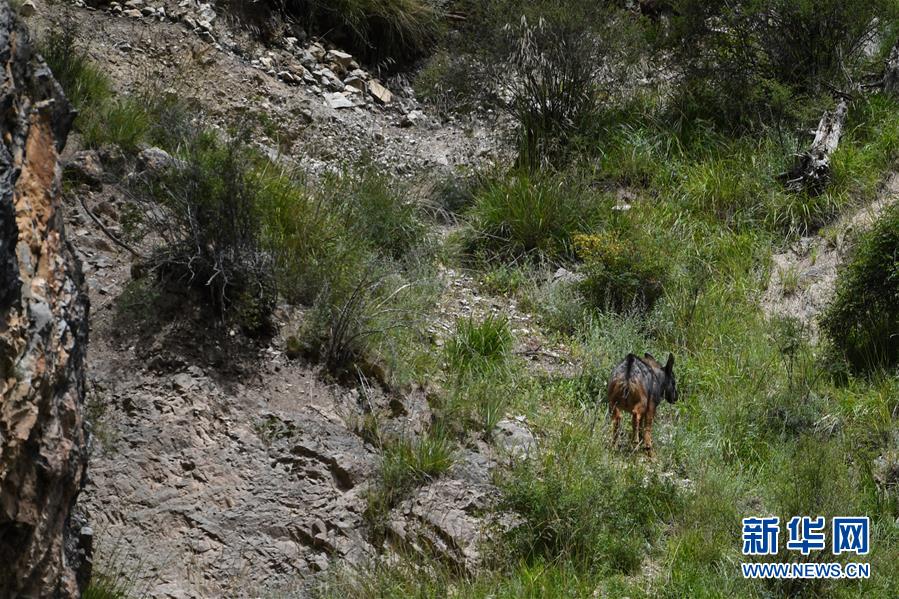 这是8月29日在青海省玉树藏族自治州囊谦县白扎乡白扎林场拍摄到的中华鬣羚。