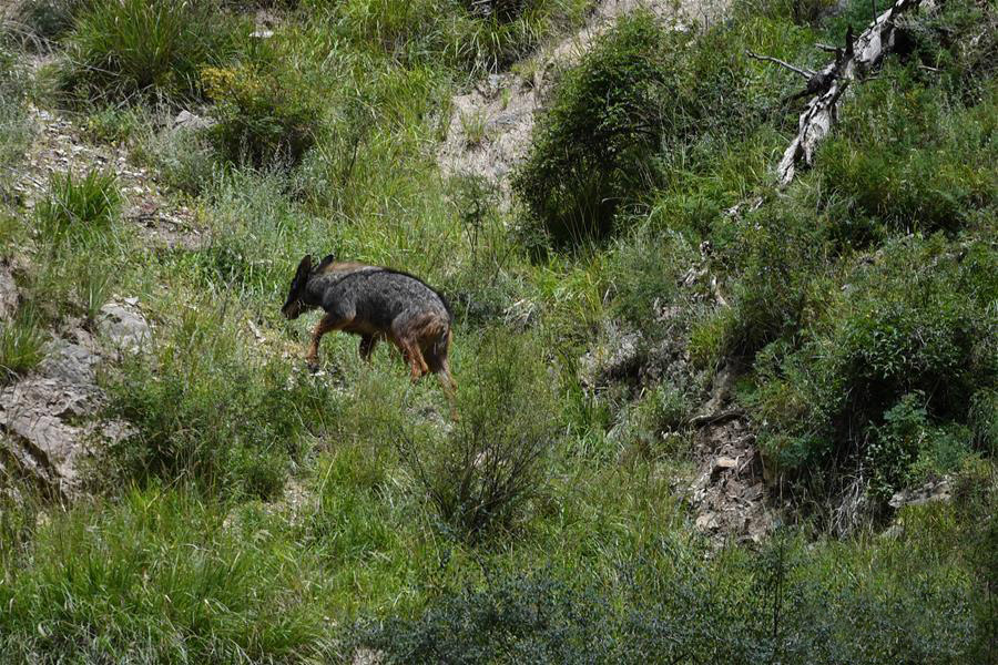 这是8月29日在青海省玉树藏族自治州囊谦县白扎乡白扎林场拍摄到的中华鬣羚。