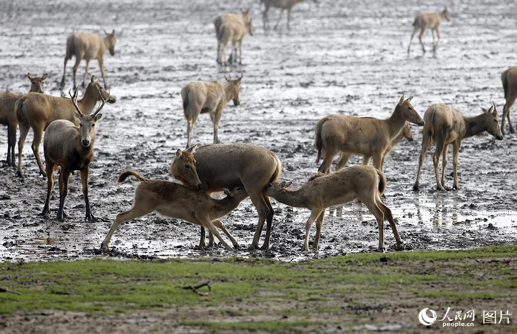 江蘇鹽城：黃海野鹿蕩成野生麋鹿的生態家園【3】