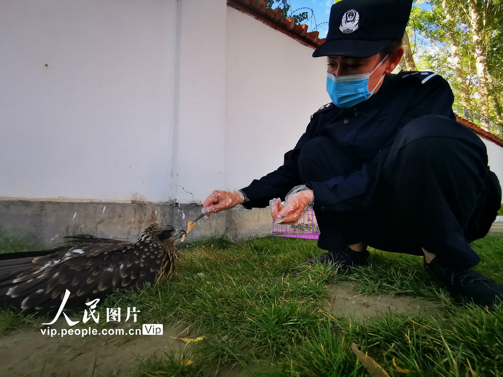 8月31日，民警正在向受傷的黑耳鳶喂食。
