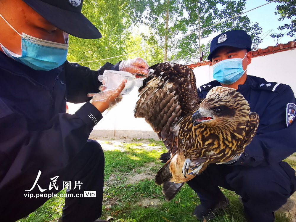 8月31日，民警正在處理黑耳鳶受傷的翅膀。