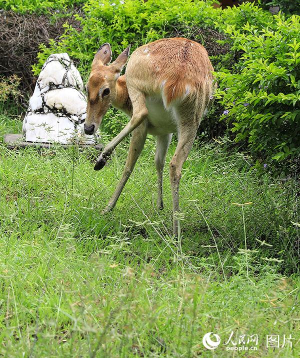 国家一级保护动物坡鹿进入产仔期3