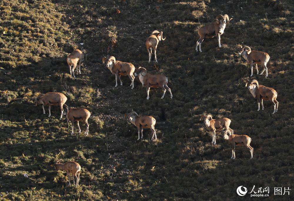 9��5�գ���Ⱥ����������ɽ��ʳ��