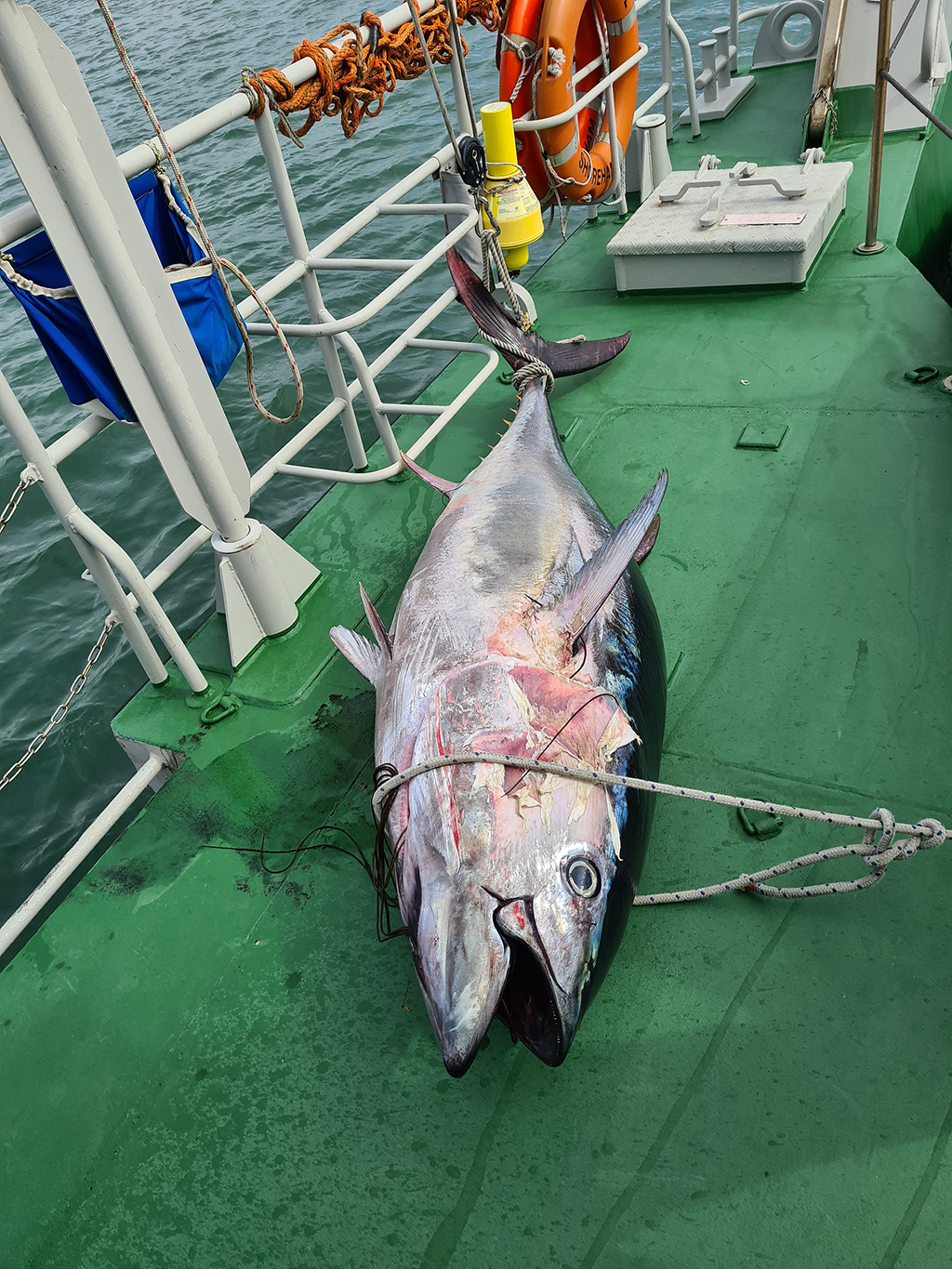 英國海岸現180公斤巨型金槍魚【6】