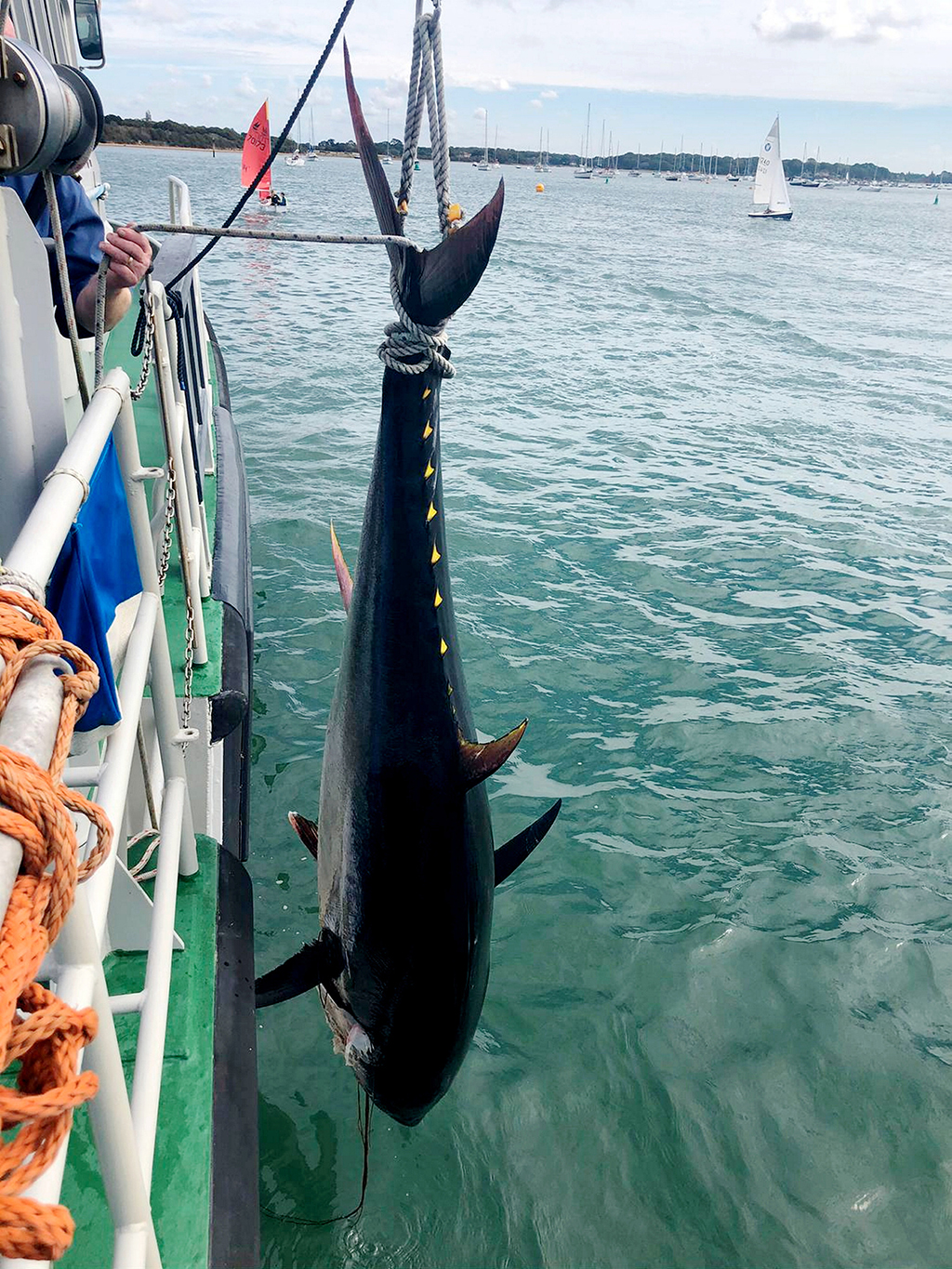 英國海岸現180公斤巨型金槍魚【2】