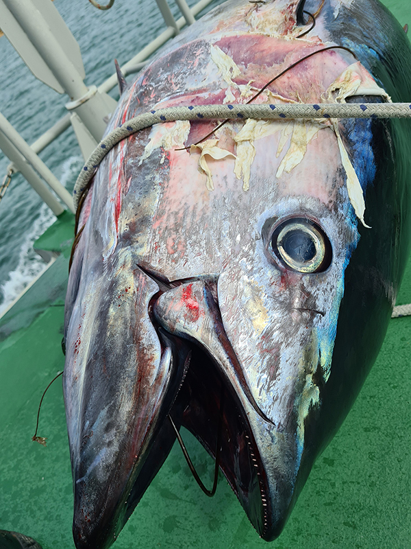 英國海岸現180公斤巨型金槍魚【4】