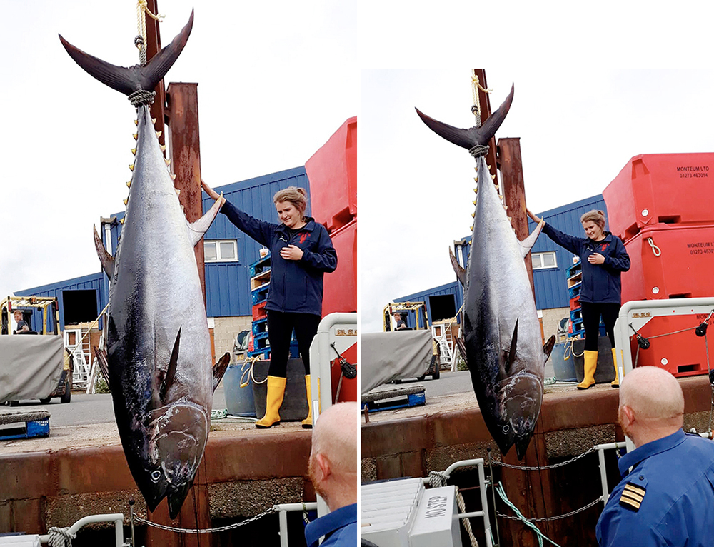 英國海岸現180公斤巨型金槍魚