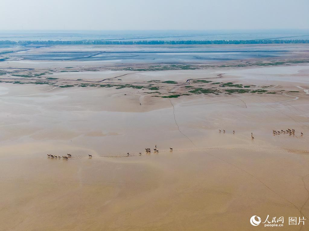 黄海湿地成麋鹿休养生息自然栖息地【11】