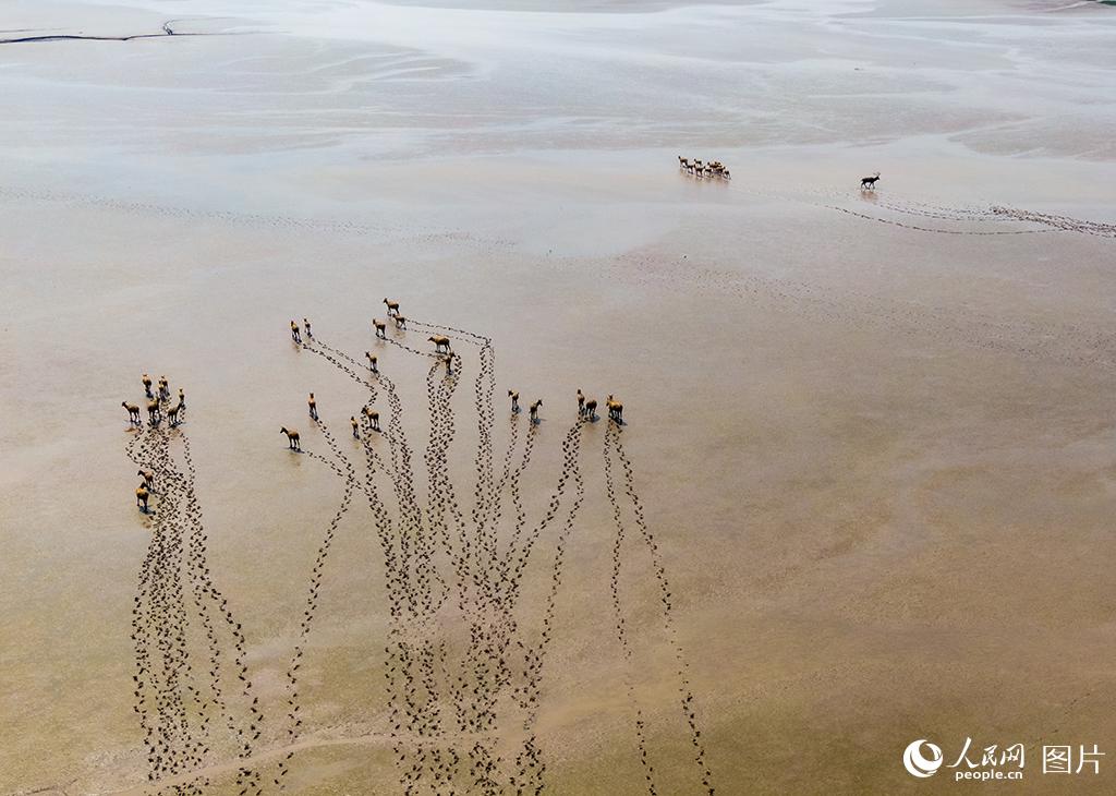 黄海湿地成麋鹿休养生息自然栖息地【3】