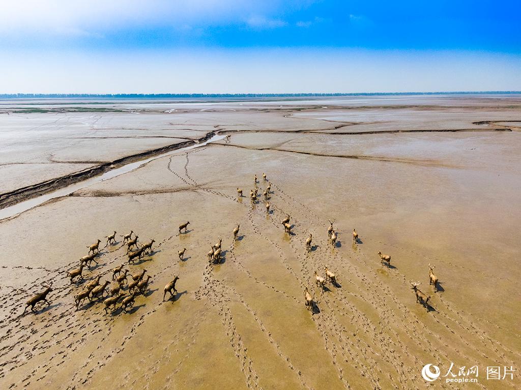 黄海湿地成麋鹿休养生息自然栖息地