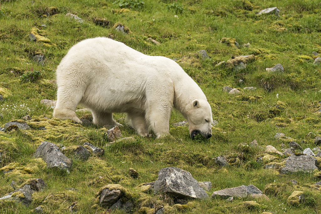 為了補充營養？北極熊啃食青草【3】
