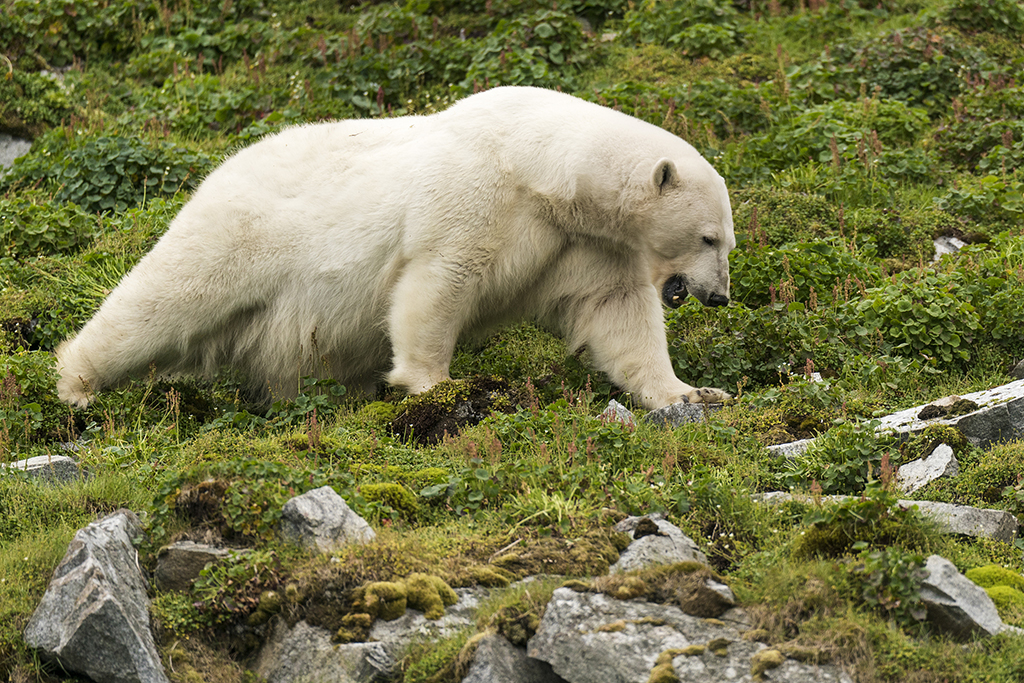 為了補充營養？北極熊啃食青草【4】