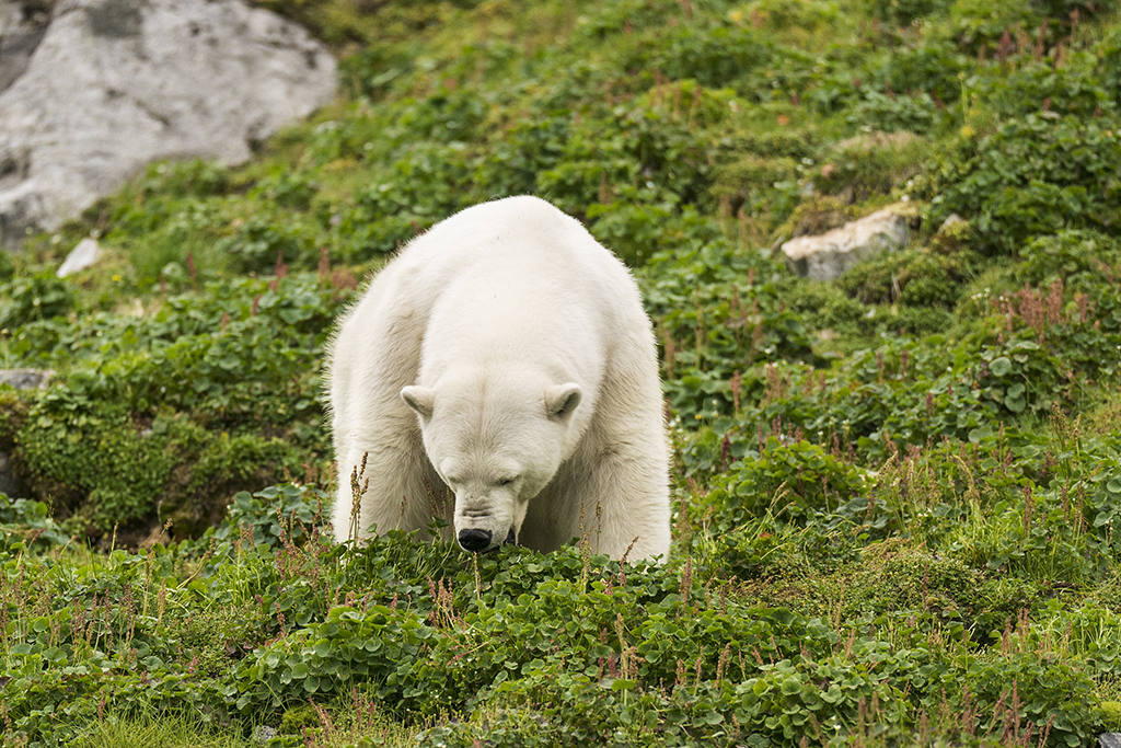 為了補充營養？北極熊啃食青草【2】