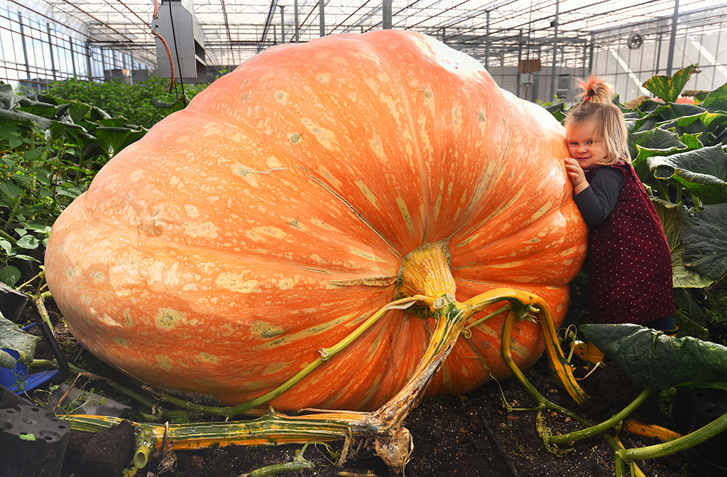 英國老人種出重1.1噸巨型南瓜 