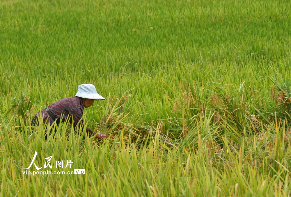 貴州盤州：新民萬畝梯田生態紅米豐收在望【4】